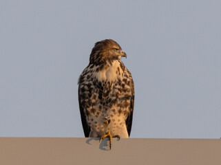 red tailed hawk