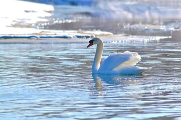 Naklejka na ściany i meble swan on the water in winter