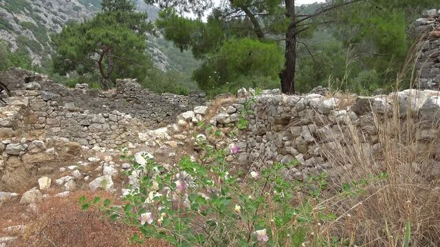 Olimpos, Antalya, Turkey - 29th of May 2021: 4K Caper bush and remains of Olimpos city between pine trees
