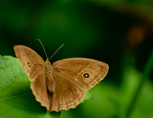 butterfly on leaf