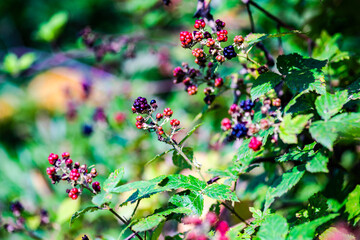 Berries on the blackberry bush