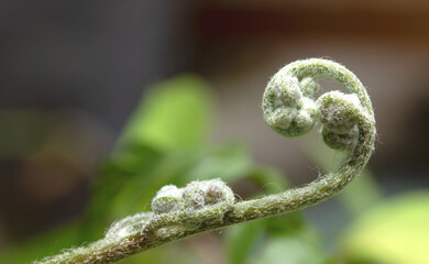 close up of fern leaf