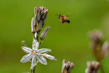 Close up of honey bee and wild white Asphodel in nature in rural northern Israel
