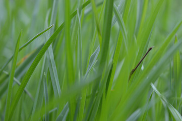 Fototapeta na wymiar green grass in the wind