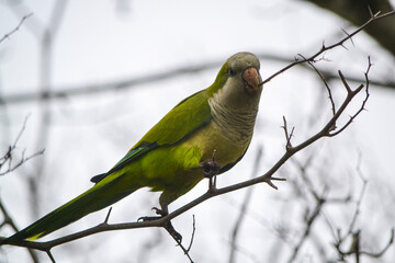 yellow and green parrot