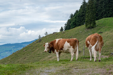 Beautiful swiss cows. Alpine meadows. Mountains.  