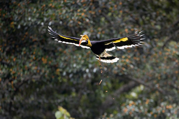Beautiful Great Hornbill flying in forest nature and fertilize trees in the forest