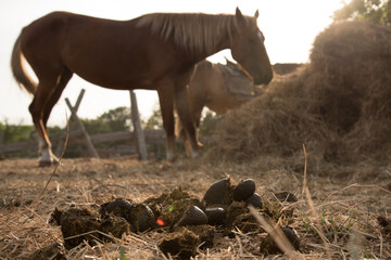 Heap of horse dung close up. In the background, a horse in the rays of the sunset