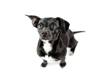 portrait from above of scrounger dog, asking for food, mixed breed canine with curiosity on isolated white background