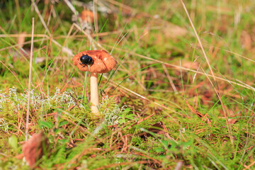 mushroom toadstool grows in the forest 