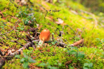 mushroom in the autumn  forest