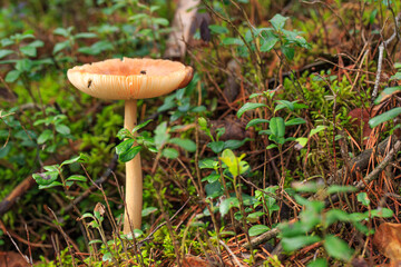 mushroom toadstool and flies on it close-up 