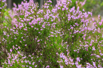 heather blooms in the autumn forest
