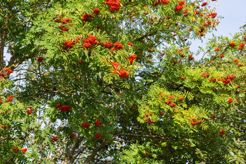 rowan branches in the rays of the sun close up 
