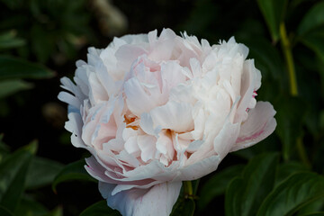 Beautiful Duscher pale pink white flower peony lactiflora in summer garden, close-up