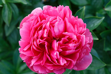Beautiful Mary Jo Legare  pink baroque flower peony lactiflora in summer garden, close-up