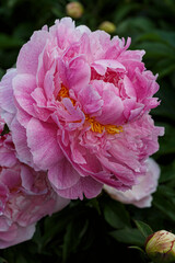 Beautiful Aza Gray pale  pink flower peony lactiflora in summer garden, close-up