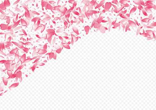 Pink Bloom Vector Transparent Background. Flower