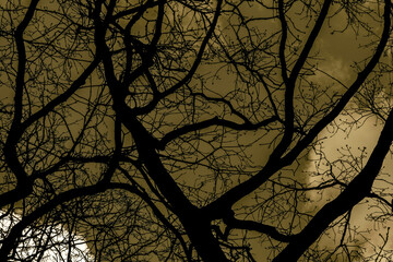 Close Up Silhoutte Of Branches With A Beige Background At Amsterdam The Netherlands 12-4-2021