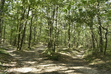Obraz premium A la croisée des chemins en forêt