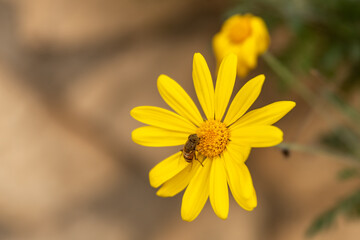 Wild yellow daisies with a bee in nature in rural northern Israel
