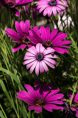 Obraz premium Beautiful pink daisies in someone's garden in Kiryat Tivon in northern Israel 