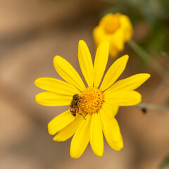Wild yellow daisies with a bee in nature in rural northern Israel
