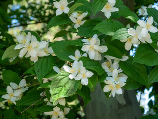 White blossoming jasmine flowers against a background of green leaves.
