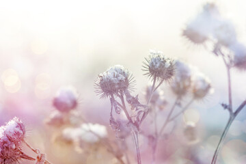 Various blades of grass under a layer of snow in the rays of the setting sun