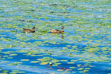 Ducks And Lily Pads 3