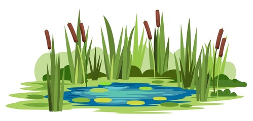 Swamp landscape with reed and cattail. Isolated element. Horizontally composition. Overgrown pond shore. Illustration vector
