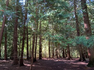 Small path in the forest, natural forest background