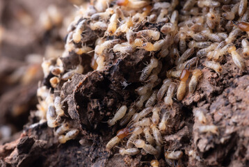 macro of small termite in nature for background
