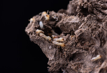 macro of small termite in nature for background