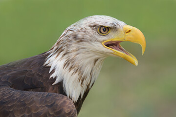 Young bald eagle head with its beak open. 