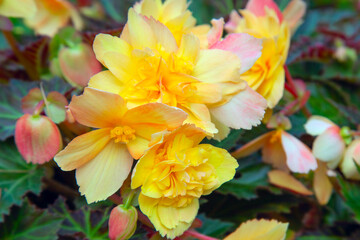 Apricot begonia flower close-up