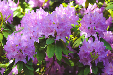 pink flowers in the garden