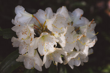 white flowers