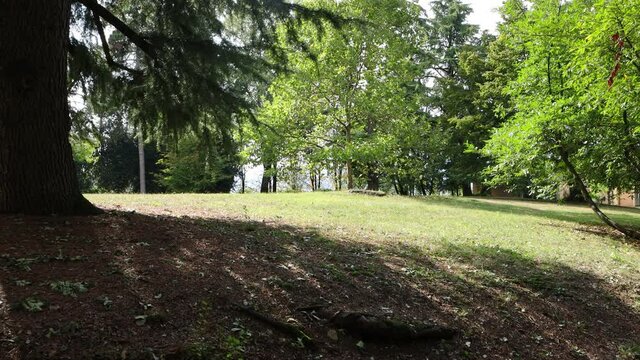 Alberi al parco