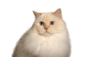 Beautiful cat in front of a white background
