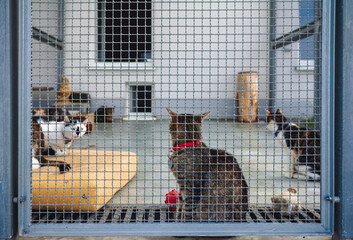 Cats in a shelter looking sadly
