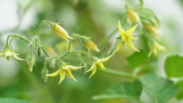 Tomato flowers bloom beautifully in the greenhouse