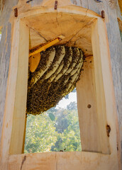 bee tree - bees (apis mellifera) living in hive from big tree