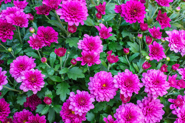 Red aster in the flowerbed. High quality photo.