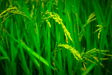 green wheat field