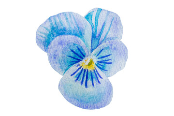 Handwritten pansy flower image drawn with watercolors 