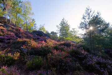 Heathers and wild flowers on the hills of the Fontainebleau forest