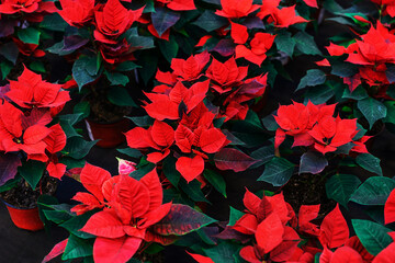 Many poinsettia flowers in plastic pots. Growing and selling live plants in the store. Selective focus