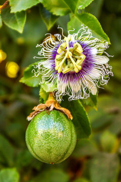 Close up of purple and white Passion flower and passion fruit with green blurred natural background in Israel
