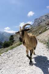 Steinbock, Bergziege ganz nah, Gebirge, Natur,  